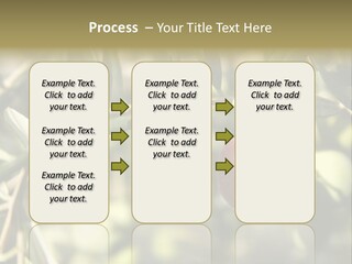 Ripening Olive On Tree Ready For Harvesting PowerPoint Template