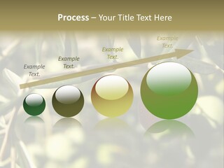 Ripening Olive On Tree Ready For Harvesting PowerPoint Template