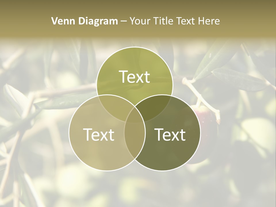 Ripening Olive On Tree Ready For Harvesting PowerPoint Template