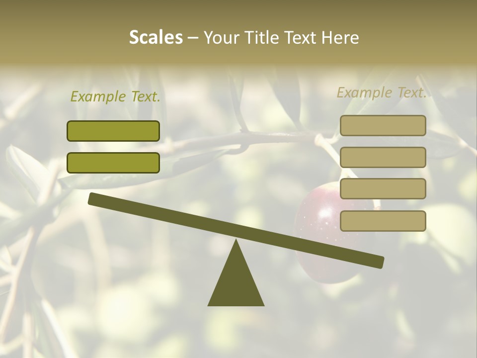 Ripening Olive On Tree Ready For Harvesting PowerPoint Template