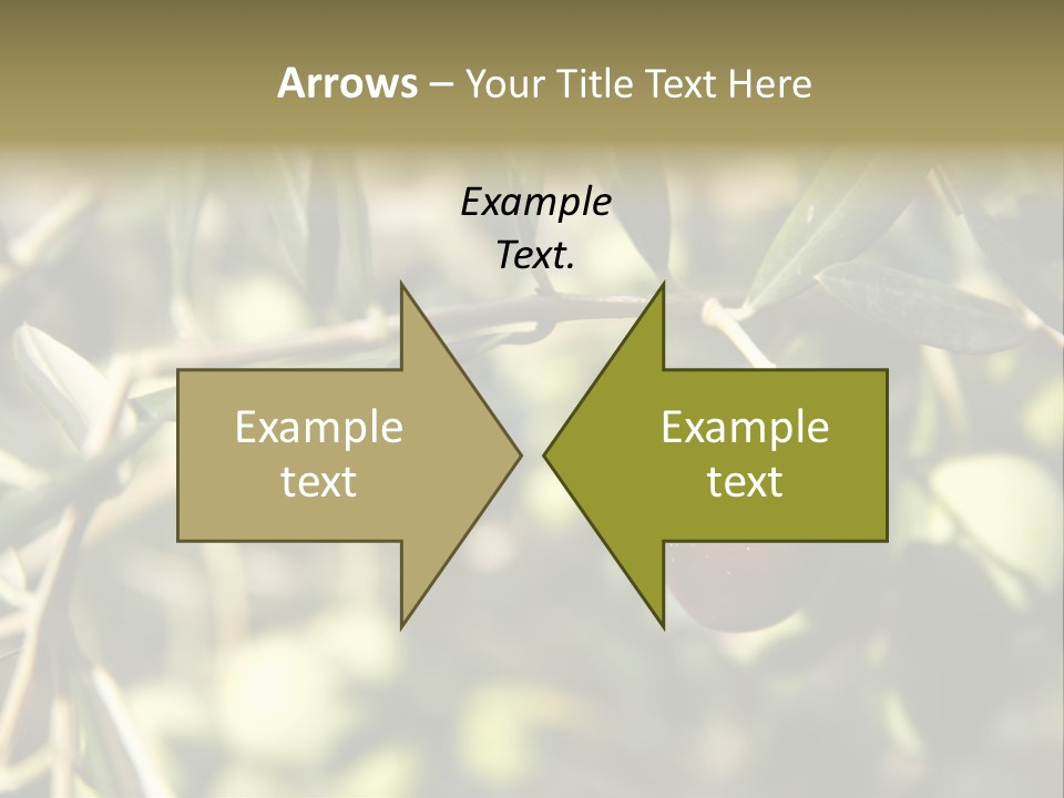 Ripening Olive On Tree Ready For Harvesting PowerPoint Template