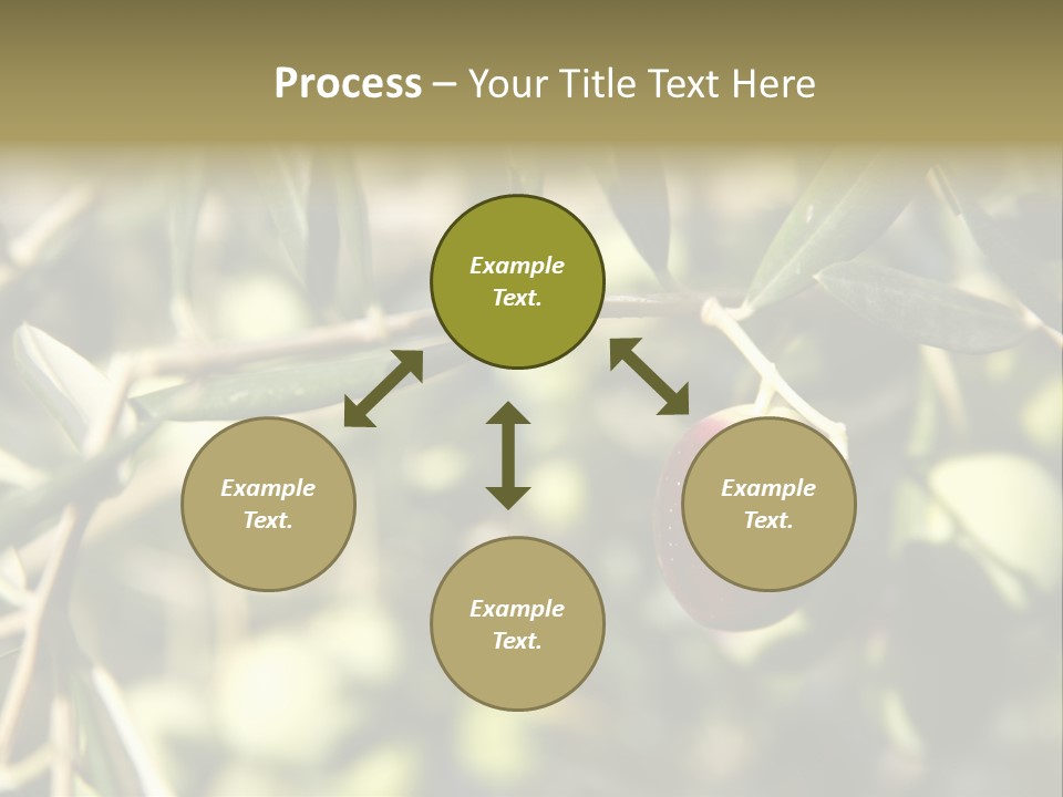 Ripening Olive On Tree Ready For Harvesting PowerPoint Template