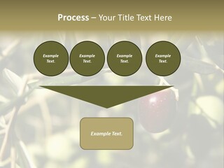 Ripening Olive On Tree Ready For Harvesting PowerPoint Template