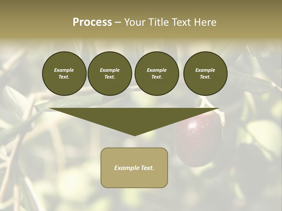 Ripening Olive On Tree Ready For Harvesting PowerPoint Template