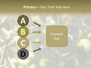 Ripening Olive On Tree Ready For Harvesting PowerPoint Template