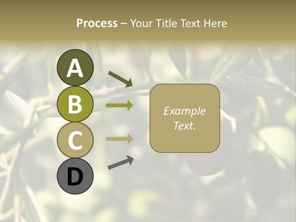 Ripening Olive On Tree Ready For Harvesting PowerPoint Template