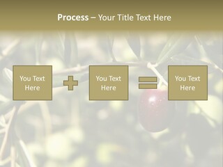 Ripening Olive On Tree Ready For Harvesting PowerPoint Template