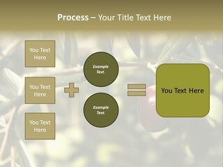 Ripening Olive On Tree Ready For Harvesting PowerPoint Template