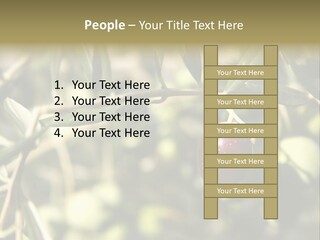 Ripening Olive On Tree Ready For Harvesting PowerPoint Template