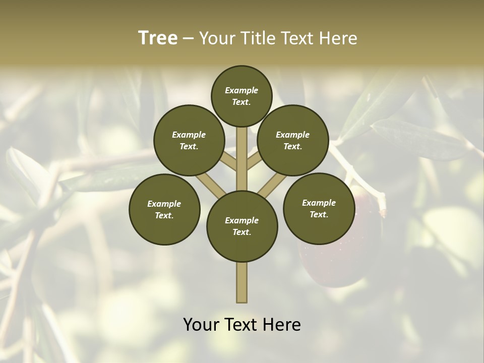 Ripening Olive On Tree Ready For Harvesting PowerPoint Template
