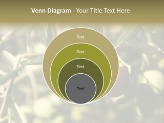 Ripening Olive On Tree Ready For Harvesting PowerPoint Template