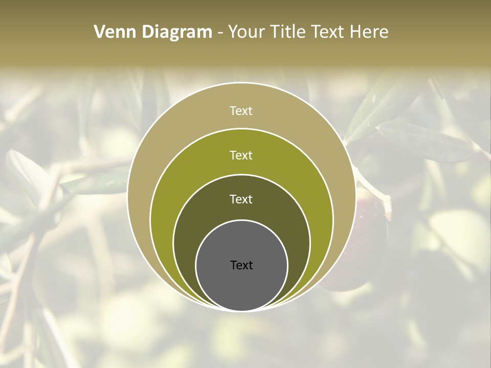 Ripening Olive On Tree Ready For Harvesting PowerPoint Template