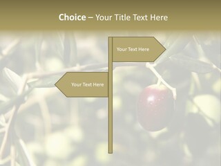 Ripening Olive On Tree Ready For Harvesting PowerPoint Template