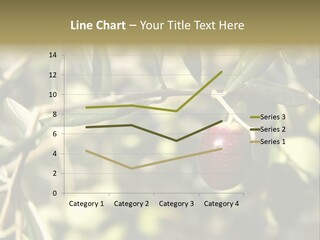 Ripening Olive On Tree Ready For Harvesting PowerPoint Template