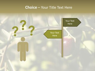 Ripening Olive On Tree Ready For Harvesting PowerPoint Template