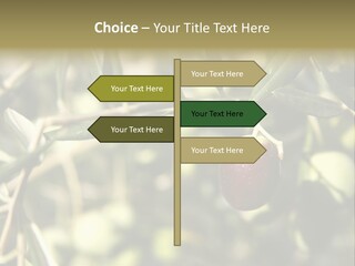 Ripening Olive On Tree Ready For Harvesting PowerPoint Template