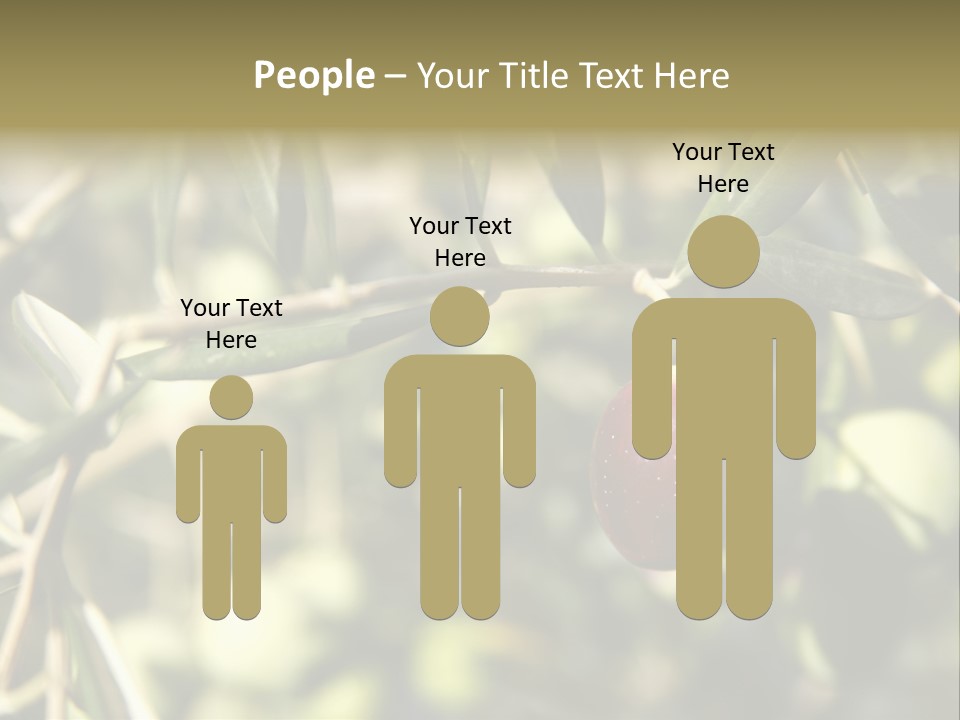 Ripening Olive On Tree Ready For Harvesting PowerPoint Template