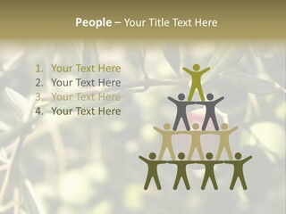 Ripening Olive On Tree Ready For Harvesting PowerPoint Template