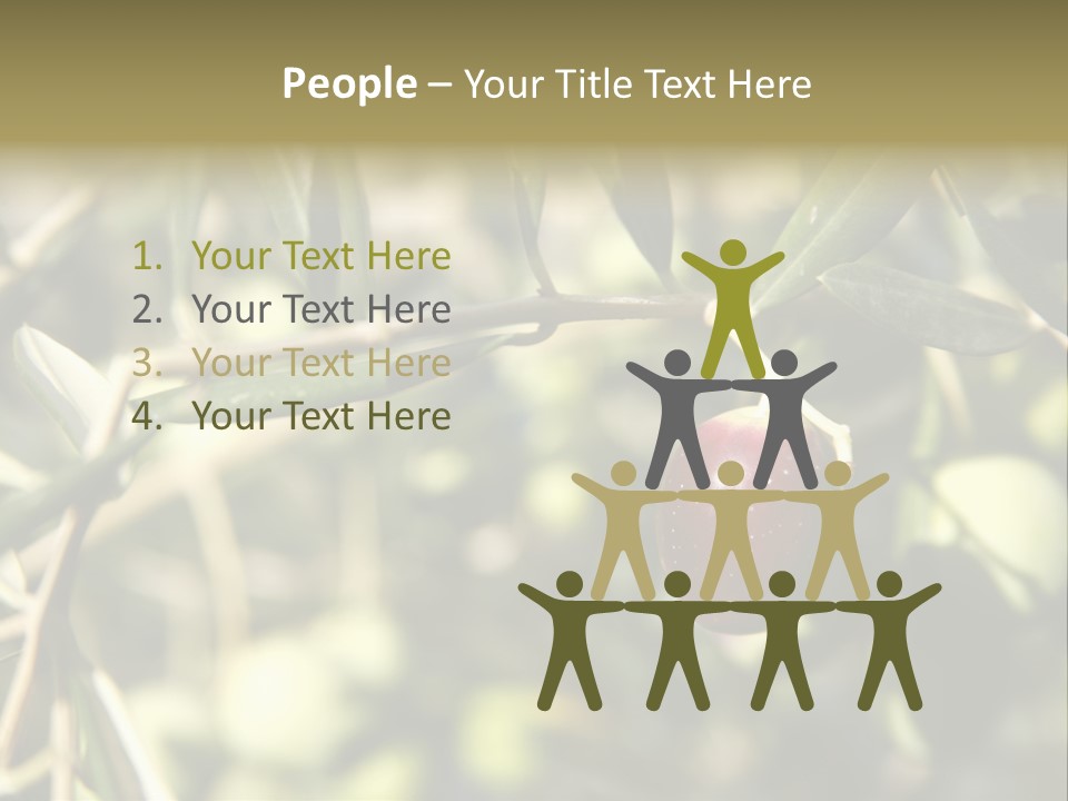 Ripening Olive On Tree Ready For Harvesting PowerPoint Template