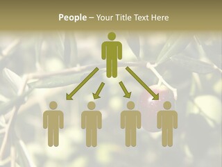 Ripening Olive On Tree Ready For Harvesting PowerPoint Template