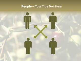 Ripening Olive On Tree Ready For Harvesting PowerPoint Template