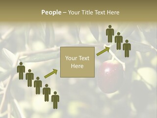 Ripening Olive On Tree Ready For Harvesting PowerPoint Template