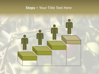 Ripening Olive On Tree Ready For Harvesting PowerPoint Template