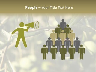 Ripening Olive On Tree Ready For Harvesting PowerPoint Template