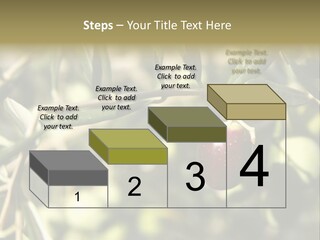 Ripening Olive On Tree Ready For Harvesting PowerPoint Template