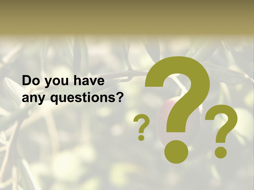 Ripening Olive On Tree Ready For Harvesting PowerPoint Template