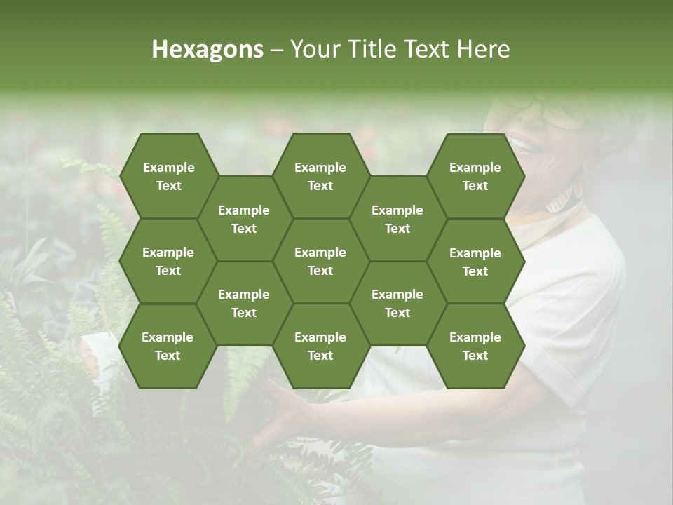 Australian Merino Sheep PowerPoint Template