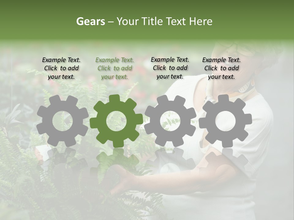 Australian Merino Sheep PowerPoint Template