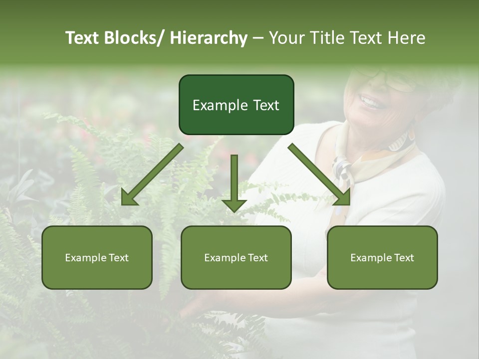 Australian Merino Sheep PowerPoint Template