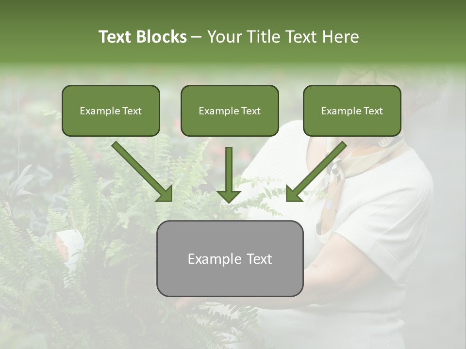 Australian Merino Sheep PowerPoint Template