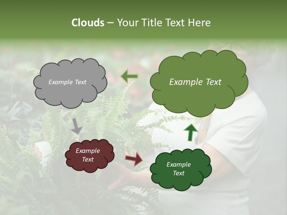 Australian Merino Sheep PowerPoint Template