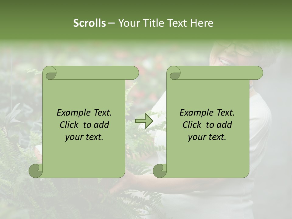 Australian Merino Sheep PowerPoint Template
