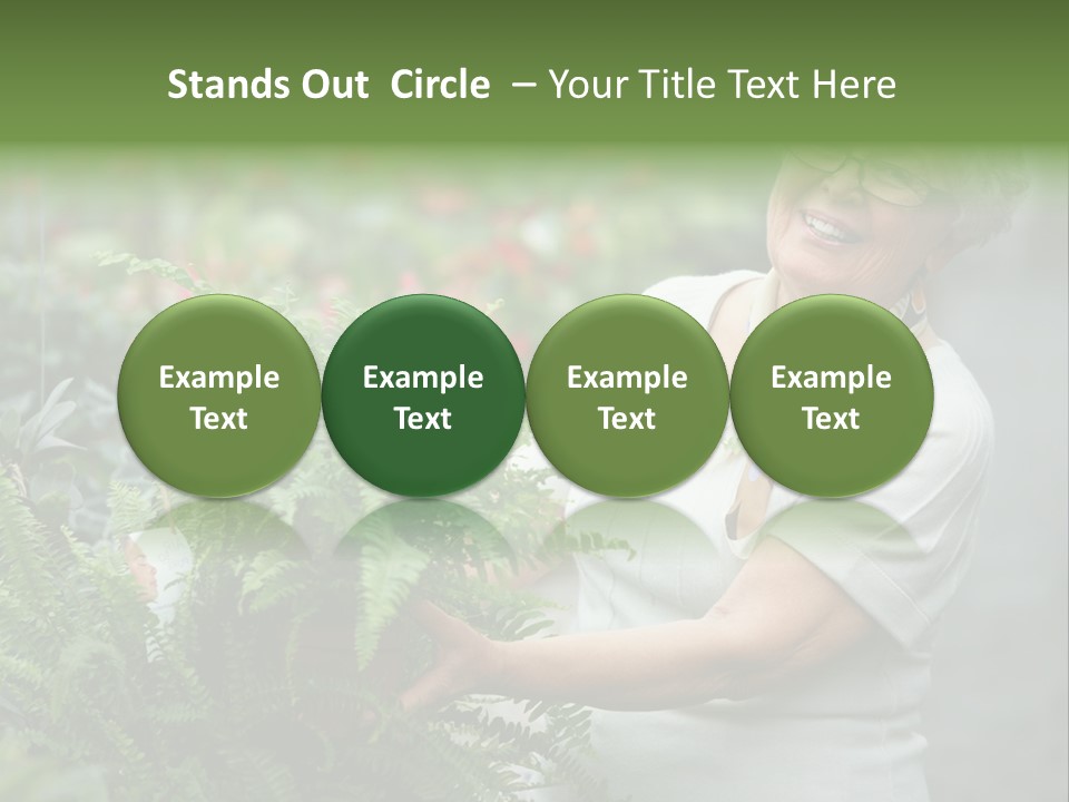 Australian Merino Sheep PowerPoint Template