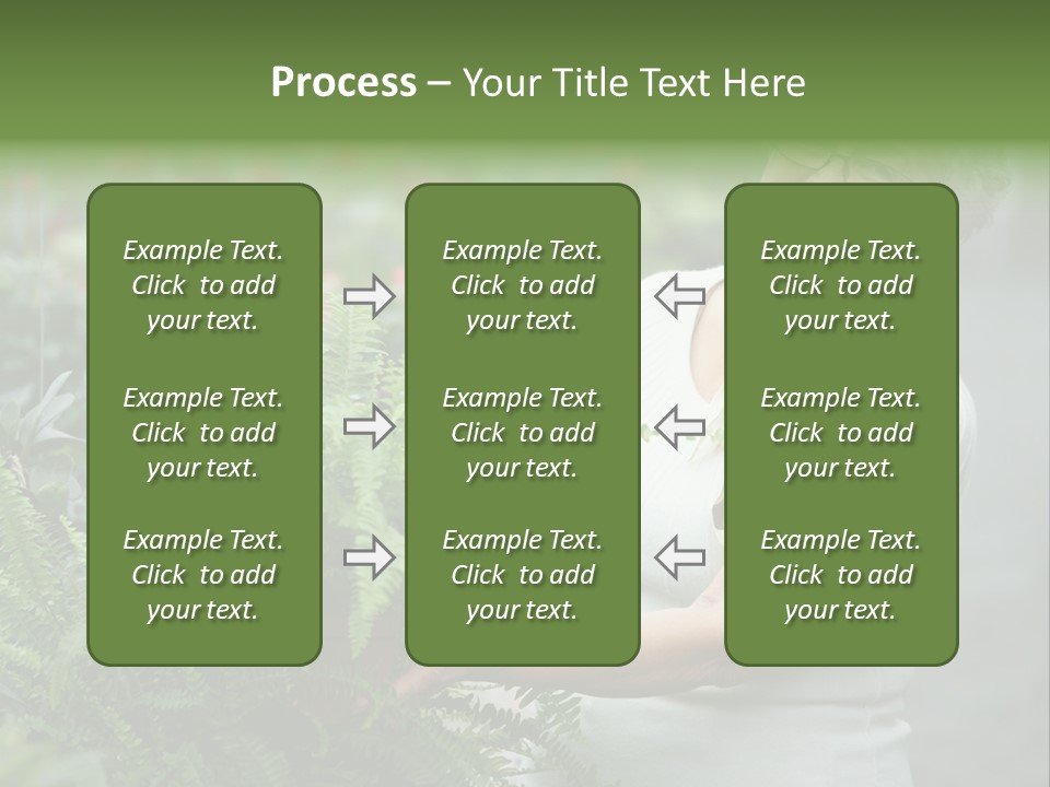 Australian Merino Sheep PowerPoint Template