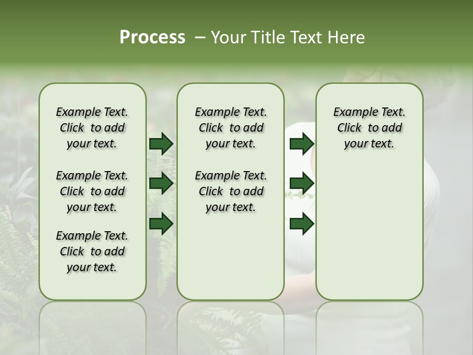 Australian Merino Sheep PowerPoint Template