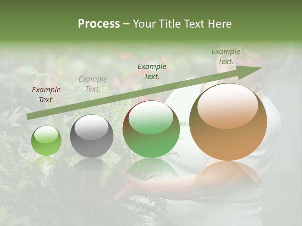 Australian Merino Sheep PowerPoint Template