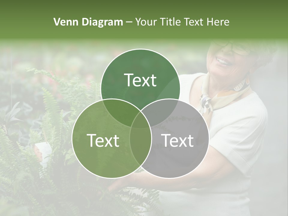 Australian Merino Sheep PowerPoint Template