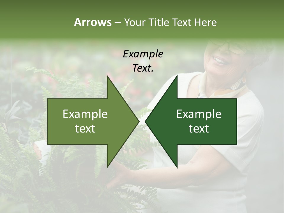 Australian Merino Sheep PowerPoint Template