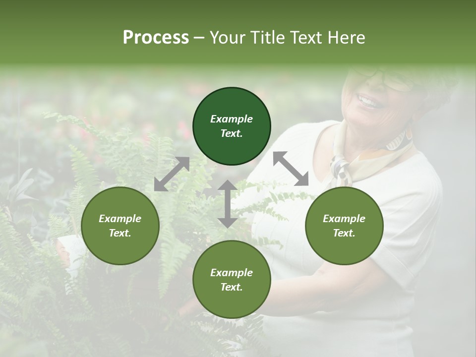 Australian Merino Sheep PowerPoint Template