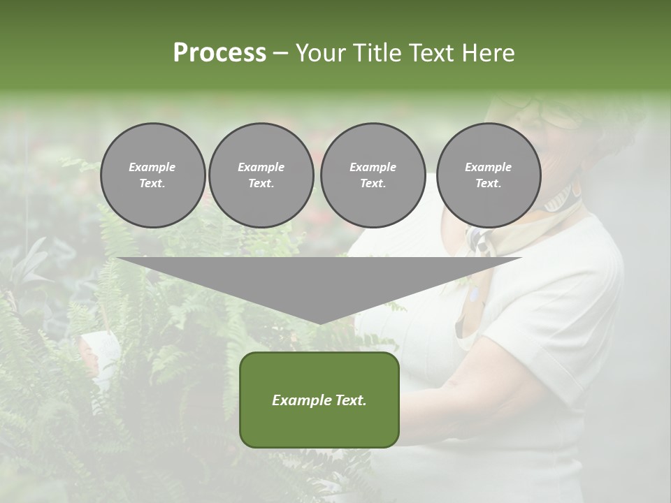 Australian Merino Sheep PowerPoint Template