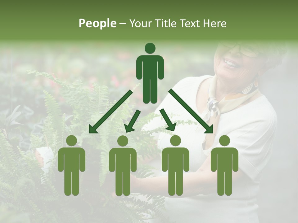 Australian Merino Sheep PowerPoint Template