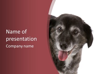 Cute Old Dog On White Background Looking Happy PowerPoint Template