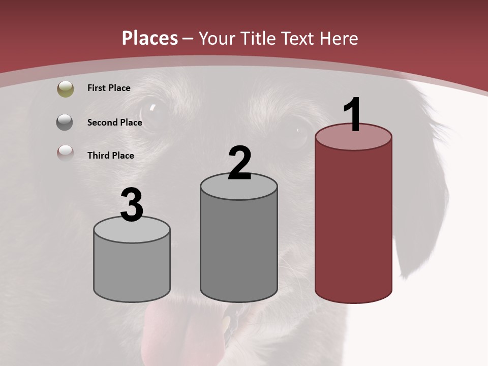 Cute Old Dog On White Background Looking Happy PowerPoint Template