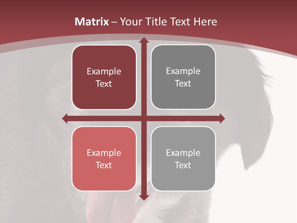 Cute Old Dog On White Background Looking Happy PowerPoint Template