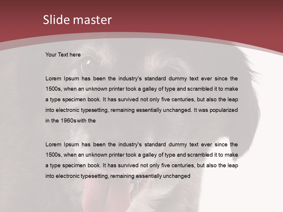 Cute Old Dog On White Background Looking Happy PowerPoint Template