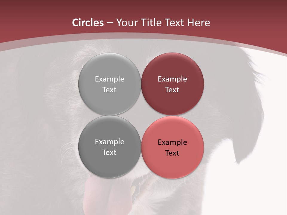 Cute Old Dog On White Background Looking Happy PowerPoint Template